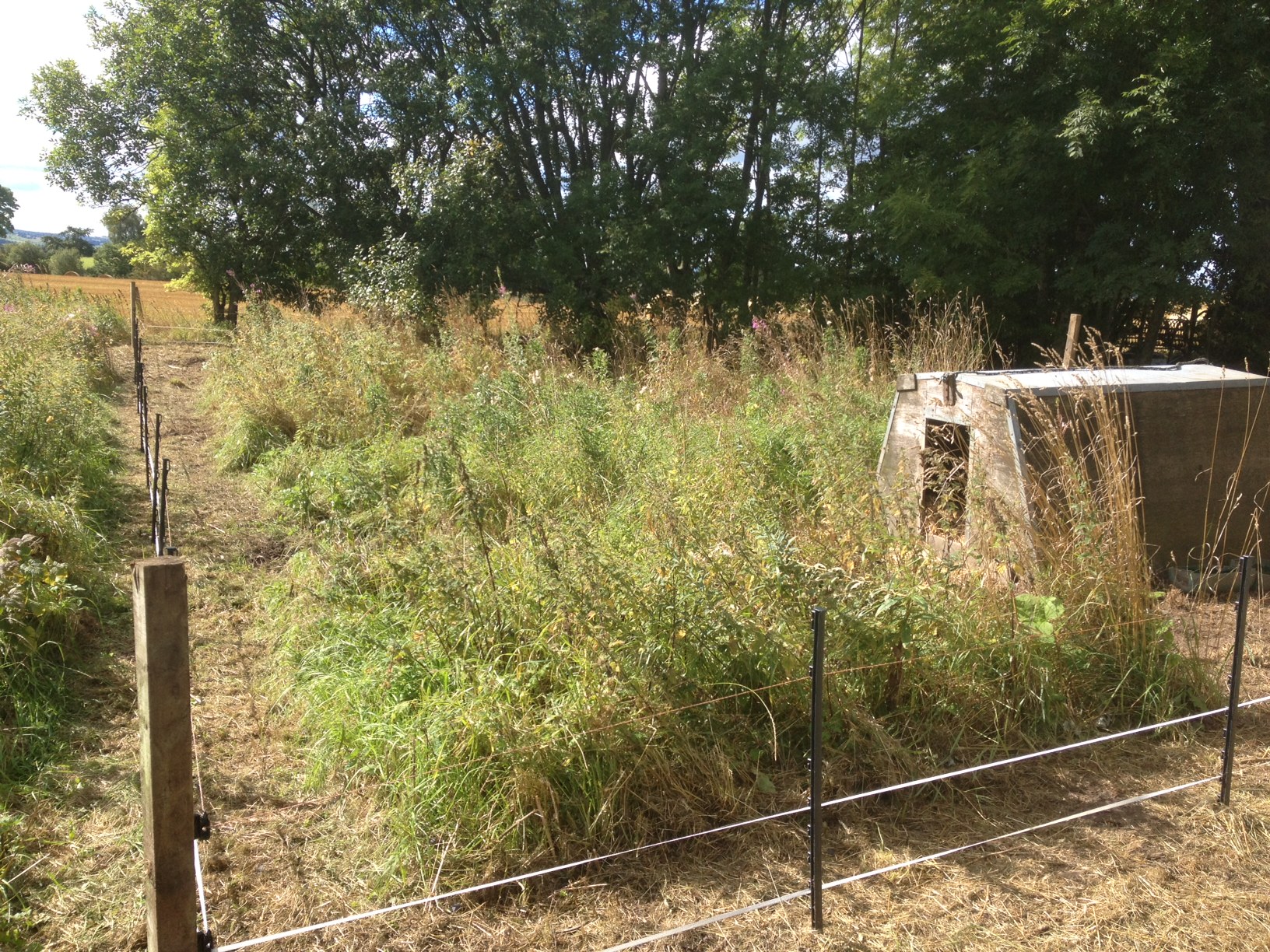 Electric Fence Story - Back Yard Pigs?