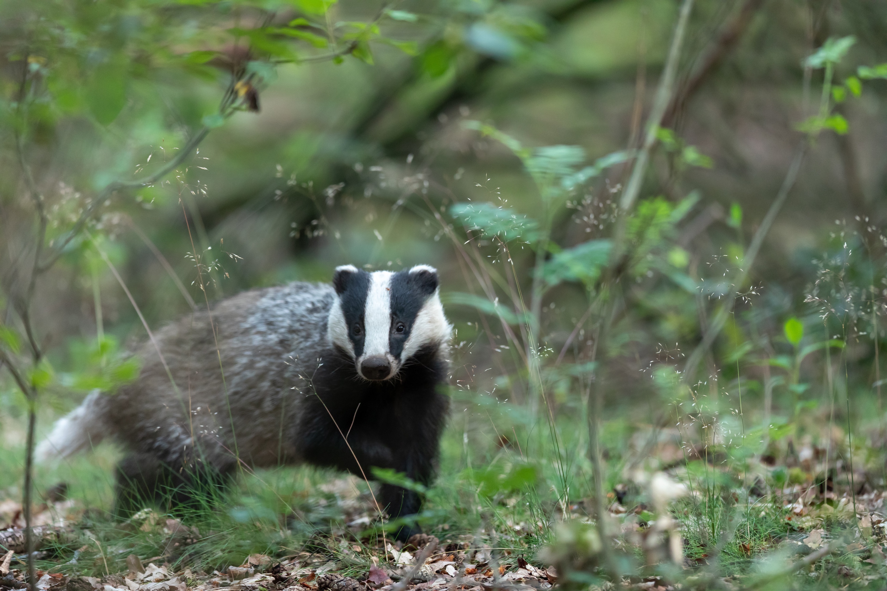 Keeping Badgers Out With An Electric Fence