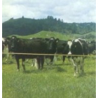 Dairy Herd - Strip Grazing Battery Operated Kit - 250m