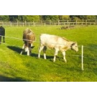 Beef / Suckler Herd - Strip Grazing Battery Operated Kit - 100m