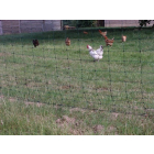 100m Battery Powered Standard Poultry Kit