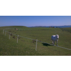 200m Solar - 2 Line Strip Grazing Kit for Horses with Tall Posts