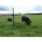 Hotline Electric Fencing Pig Kit With 3 Lines - Mains Operated (160m Max)