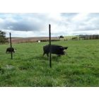 160m (max) 3 Line Electric Fencing Pig Kit - Battery Operated