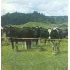 Dairy Herd - Strip Grazing Battery Operated Kit - 250m