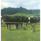 Traditional Dairy Herd - Strip Grazing Battery Operated Kit - 200m Galvanised Wire