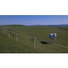 200m Mains - 1 Line Horse and Pony Strip Grazing Mains Kit