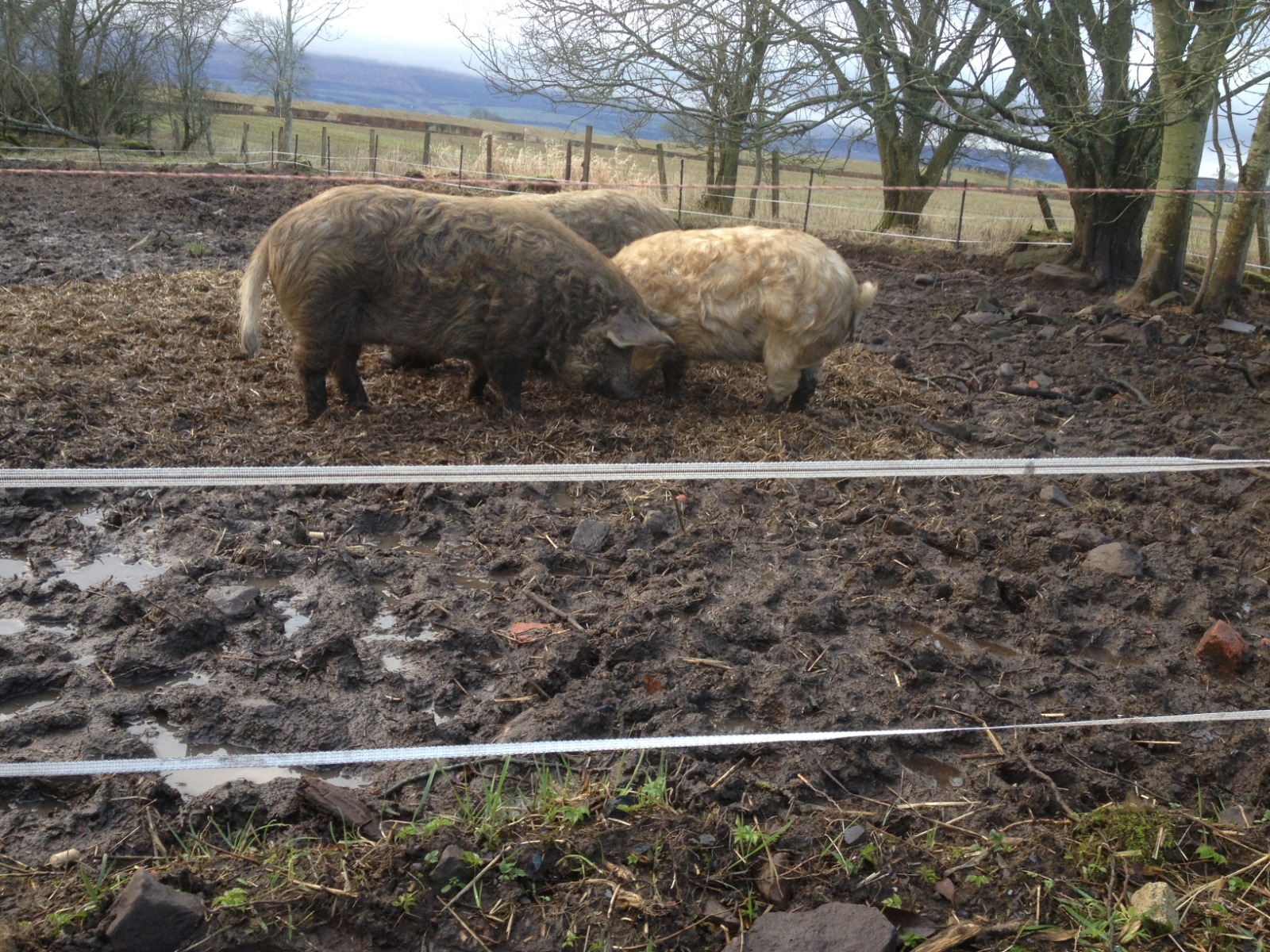 Electric Fence Story Back Yard Pigs?