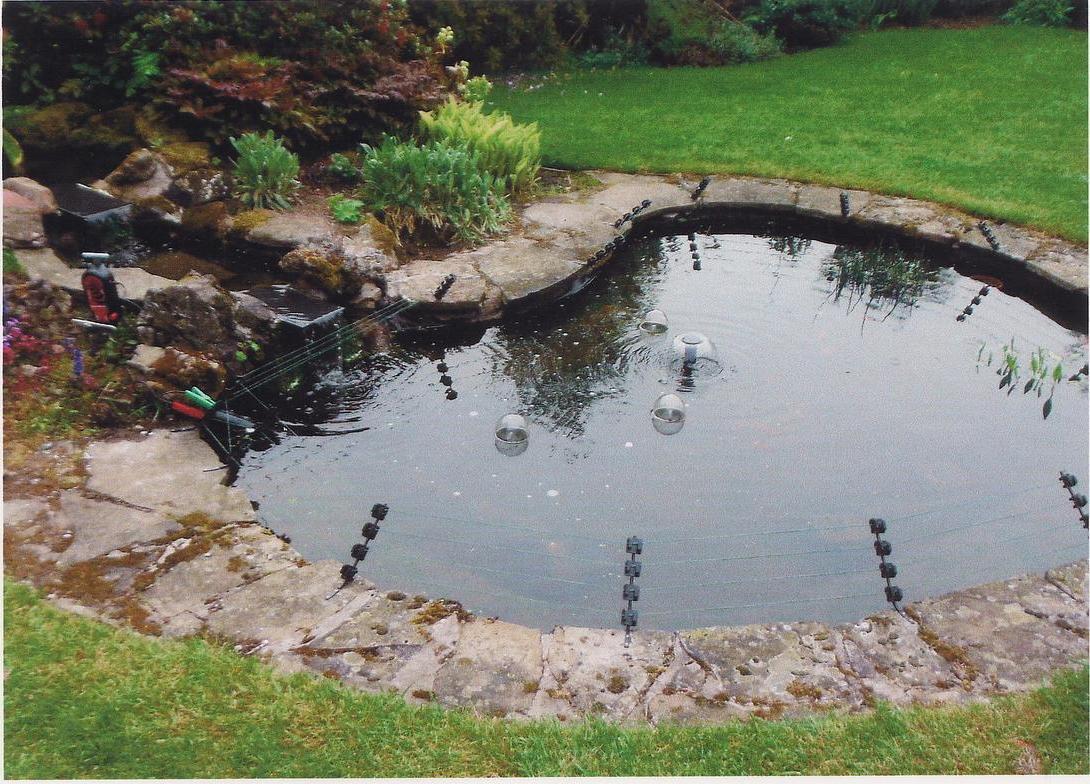 Ask The Expert Pond Protection From Herons