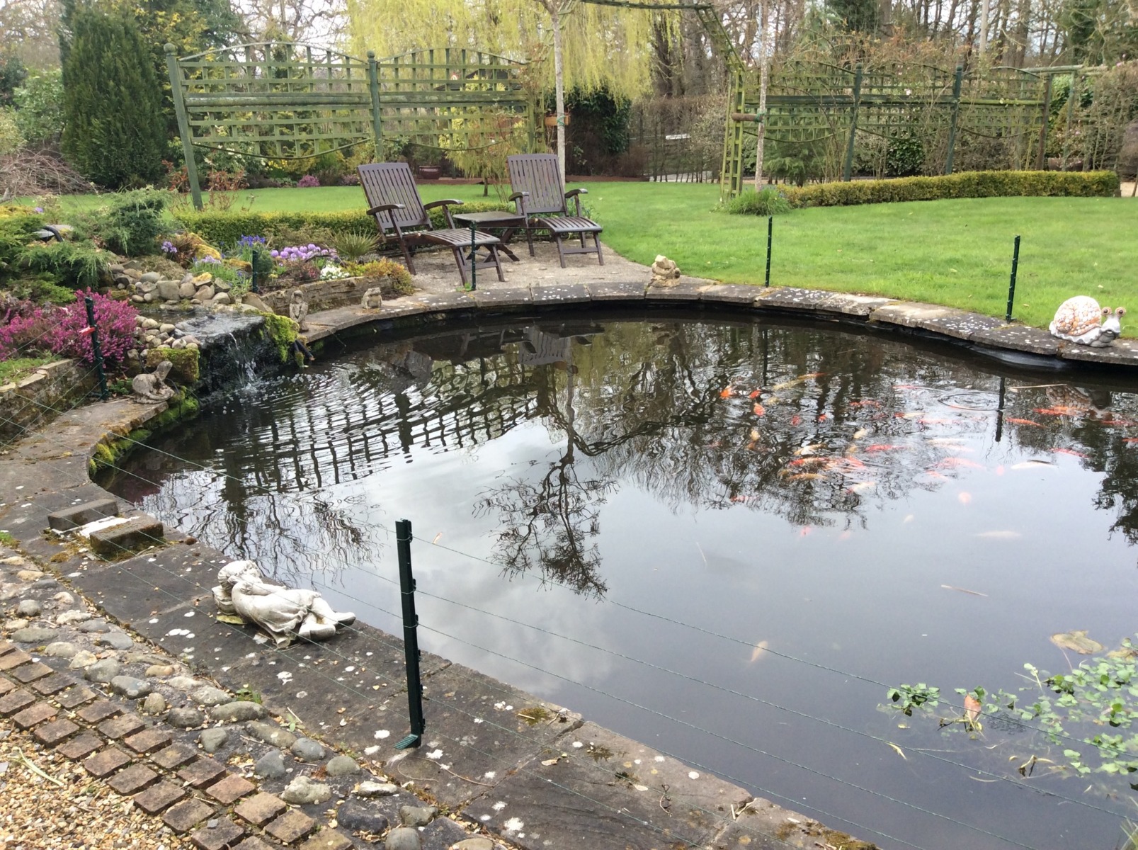 Ask The Expert Pond Protection From Herons