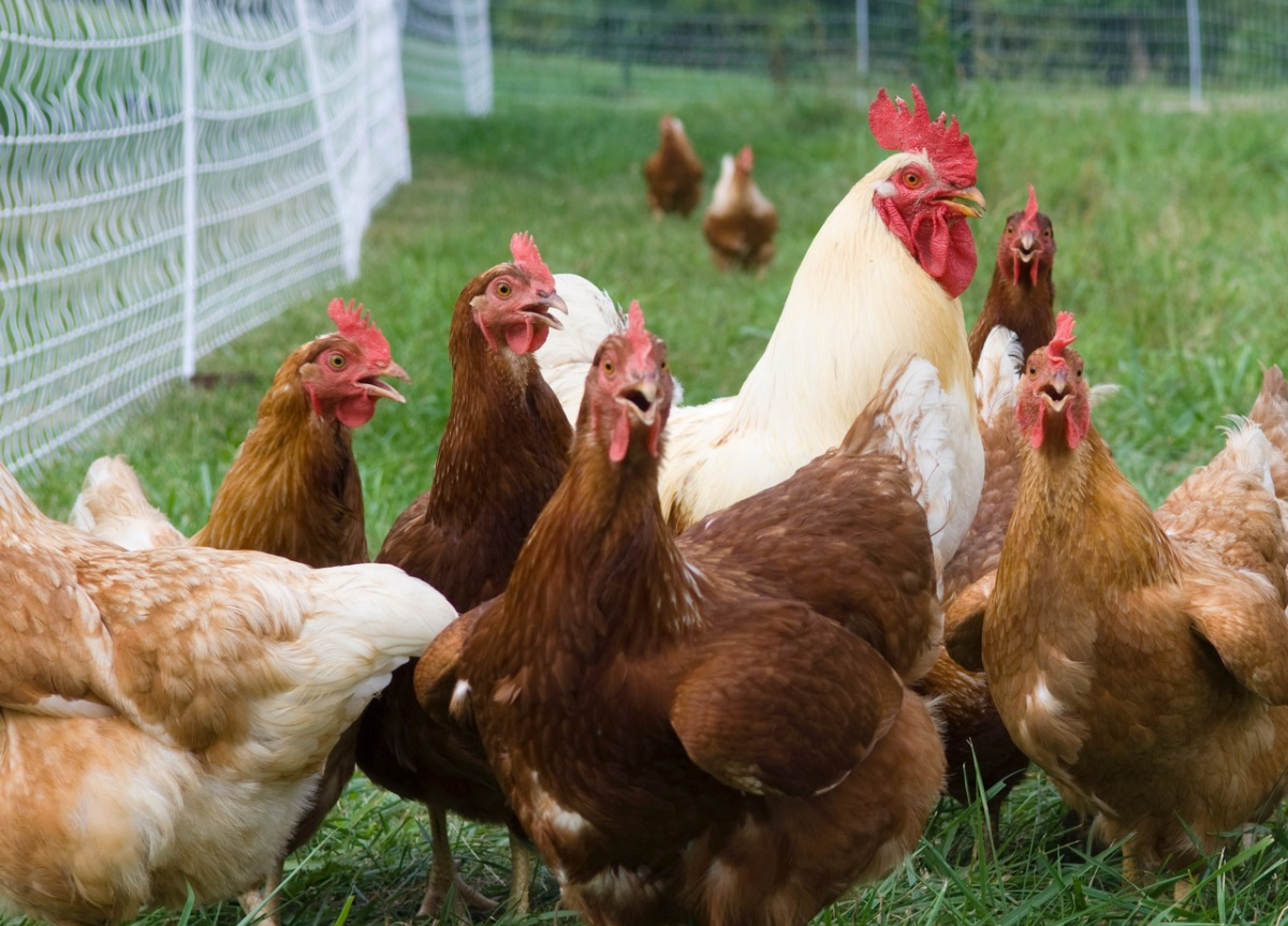 A complete range of poultry equipment for housing, feeding and breeding
